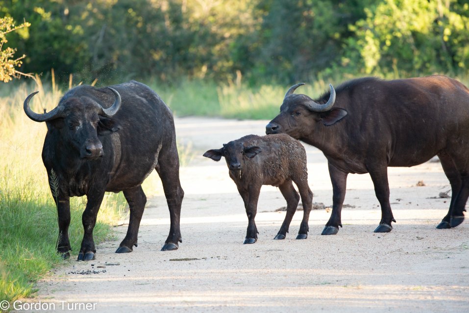 <h2>The Best of South Africa Escorted 2023</h2> 14 Nights | 6 Rounds | March 11 - 25